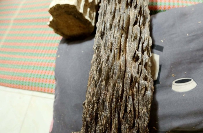 Loại trầm này có vân dầu lan tỏa như bông hoa, ăn sâu và phân bố đều trong thớ gỗ, tạo mùi hương dịu ngọt, sâu và bền. Ảnh: Dân Việt