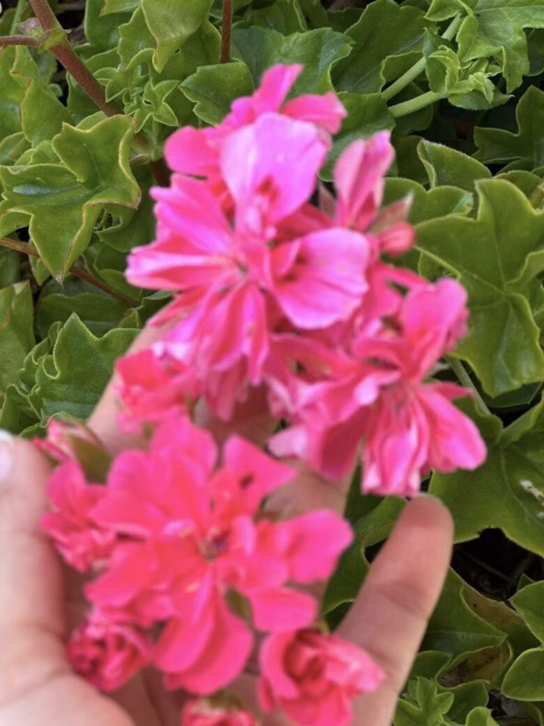 Phong lữ thảo với sắc hồng đậm rực rỡ. Ảnh: FB Nguyễn Vy Oanh