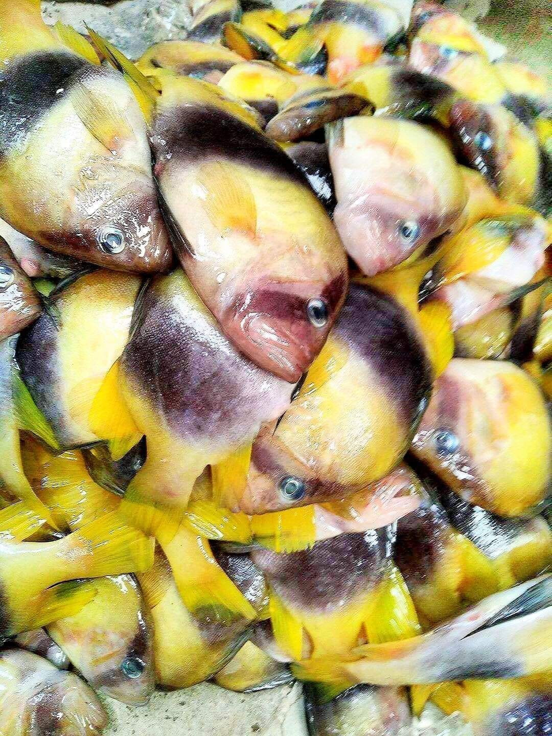 Do khó đánh bắt nên số lượng ngoài tự nhiên không nhiều. Ảnh: Facebook