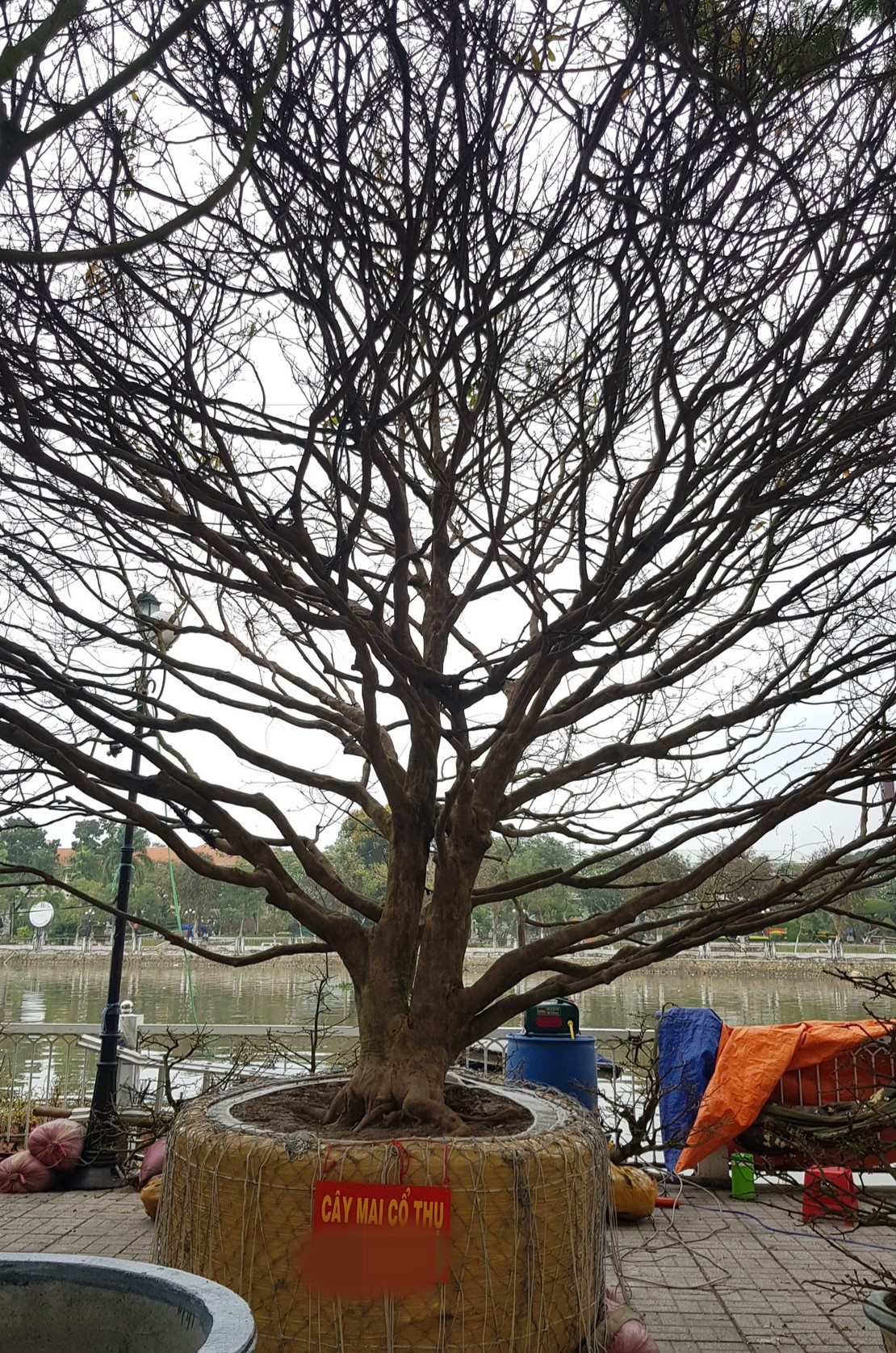 Dịp Tết Quý Mão 2023, tại chợ hoa xuân TP Long Xuyên (An Giang) xuất hiện cây mai được hét giá 6,8 tỷ đồng. Ảnh: Thuonghieusanpham