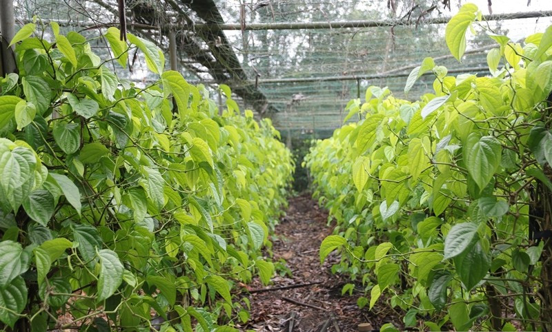 Thời điểm này, người dân xã Nghi Ân cũ (nay là phường Vinh Phú, Tp.Vinh, tỉnh Nghệ An) tất bật công việc chăm sóc, thu hoạch lá trầu không phục vụ nhu cầu Tết Nguyên đán Bính Ngọ 2026. Ảnh: Người đưa tin