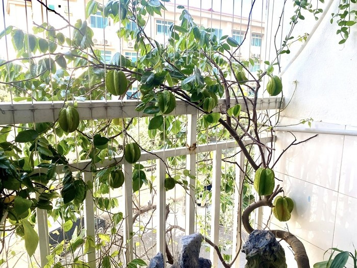 Trồng khế ở ban công giúp không gian mềm mại, trung hòa năng lượng mạnh của nhà cao tầng, kính và bê tông. Nhà giàu coi đây là cách giữ sự cân bằng - yếu tố quan trọng để của cải không đến rồi đi quá nhanh. Ảnh: Facebook