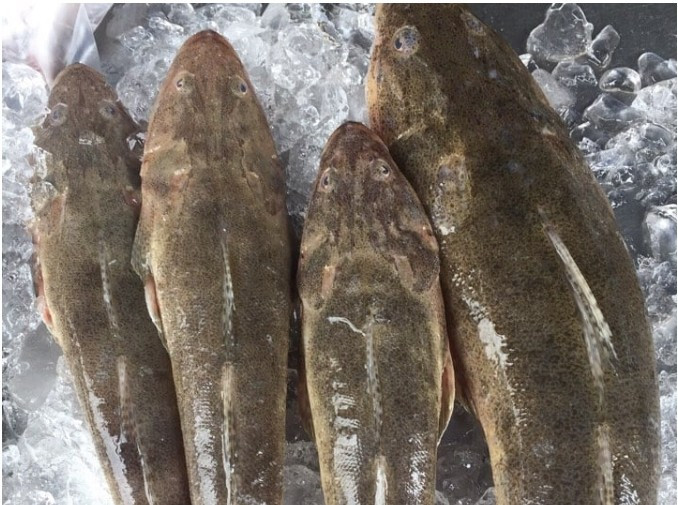 Cá chai là loài cá biển quen thuộc ở nhiều vùng biển nước ta, thân hình bầu dục dài, đầu bằng, dẹt và phần đuôi nhọn. Ảnh: Dân Việt