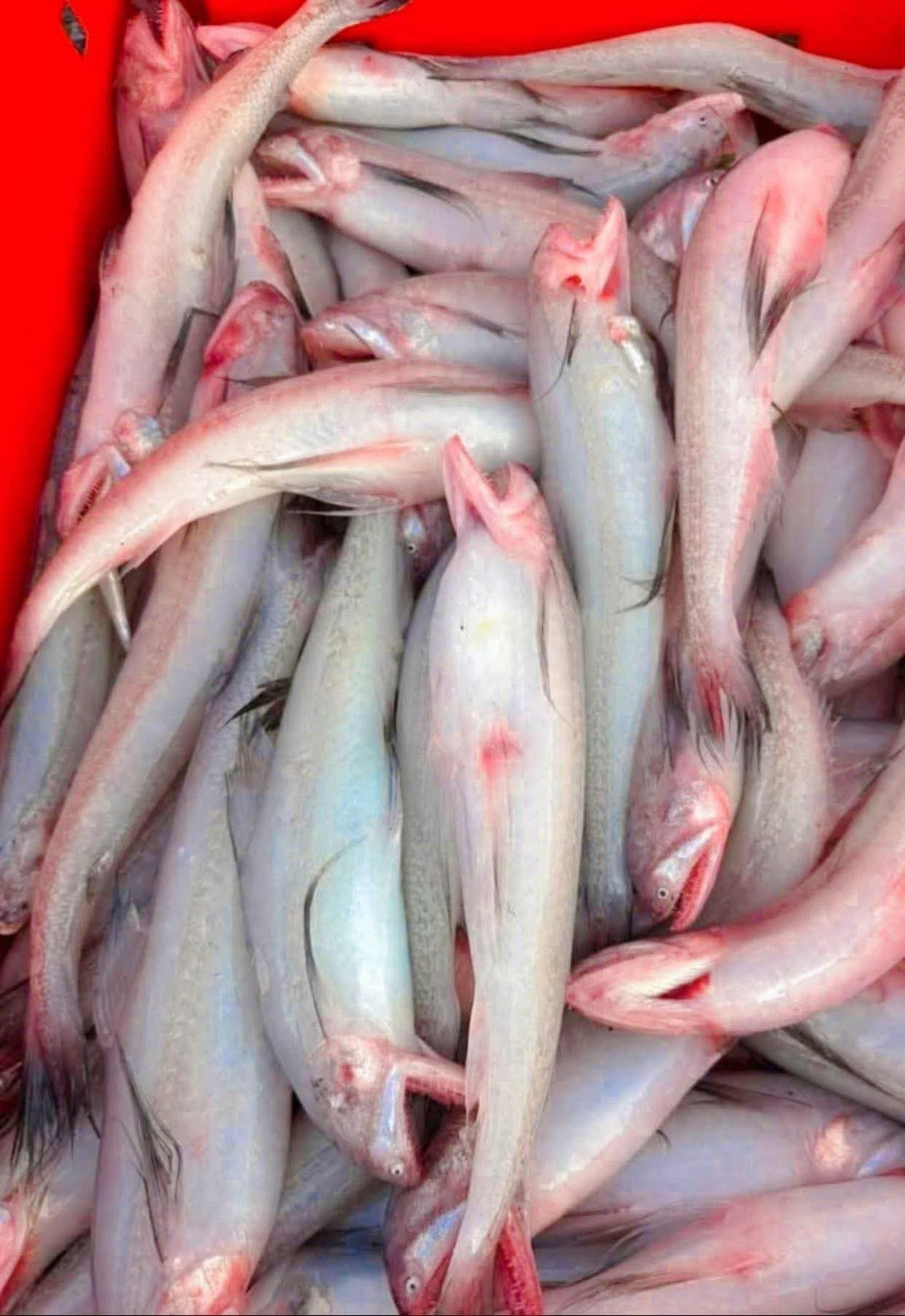 Thậm chí, cá khoai được bán cả rổ để làm thức ăn cho lợn. Ảnh: FB Yến Mai