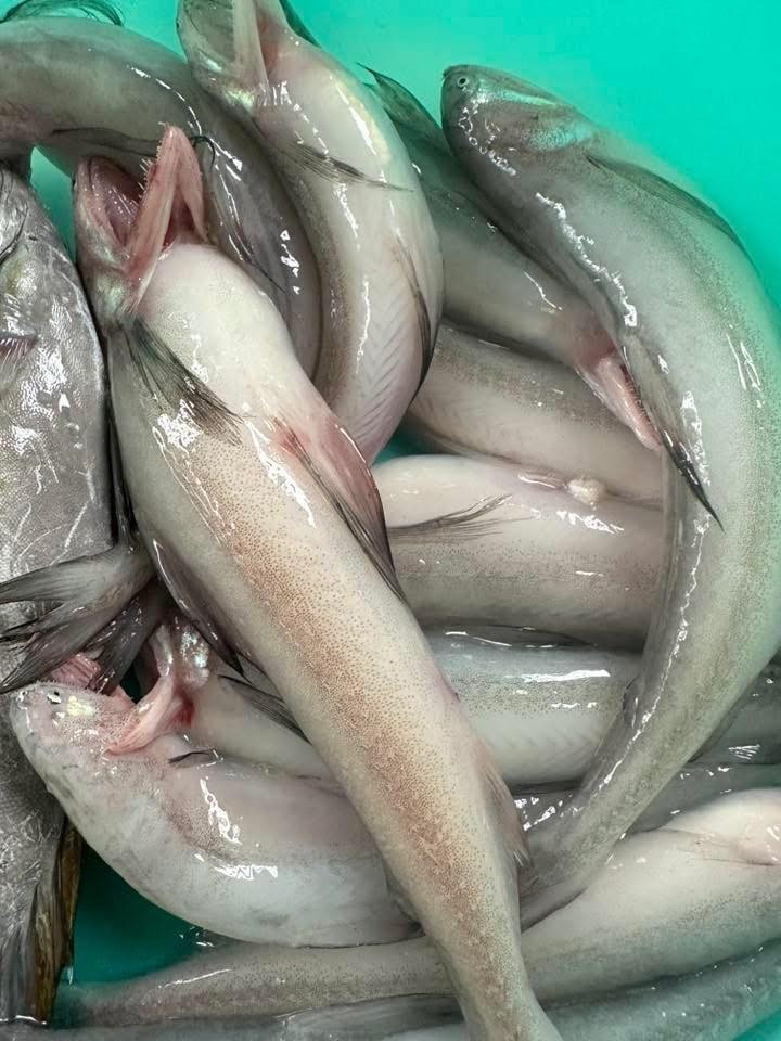 Ngày nay, cá khoai được ưa chuộng vị ngọt tự nhiên, thịt mềm tan trong miệng. Thêm nữa, cá khoai ít xương, dễ ăn với người già và trẻ nhỏ. Ảnh: FB Lê Lâm