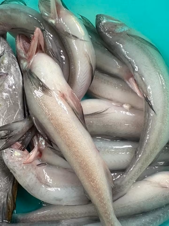 Ngày nay, cá khoai được ưa chuộng vị ngọt tự nhiên, thịt mềm tan trong miệng. Thêm nữa, cá khoai ít xương, dễ ăn với người già và trẻ nhỏ. Ảnh: FB Lê Lâm