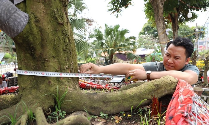 Phần gốc cây có hoành đo được khoảng 1,2m, tạo dáng thế vững chãi. Ảnh: Vietnamnet