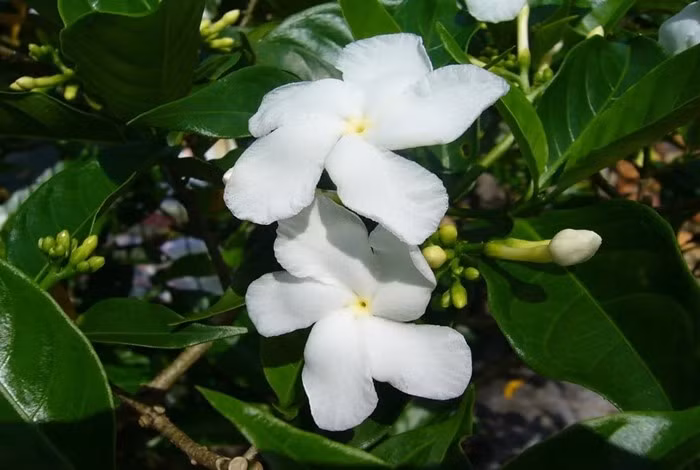 Những bông hoa trắng thơm của cây nhài tây khiến chúng trở thành cây trồng trong nhà được yêu thích. Ảnh: Cây giống tốt