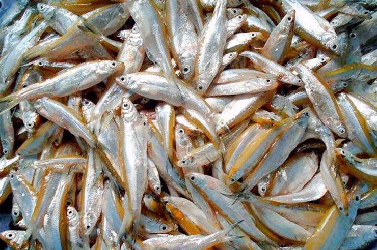 Loài cá này sống tự nhiên ở nhiều con sông, suối vùng Tây Bắc, nhưng nổi tiếng nhất vẫn là cá thầu dầu sông Đà. Ảnh: Internet