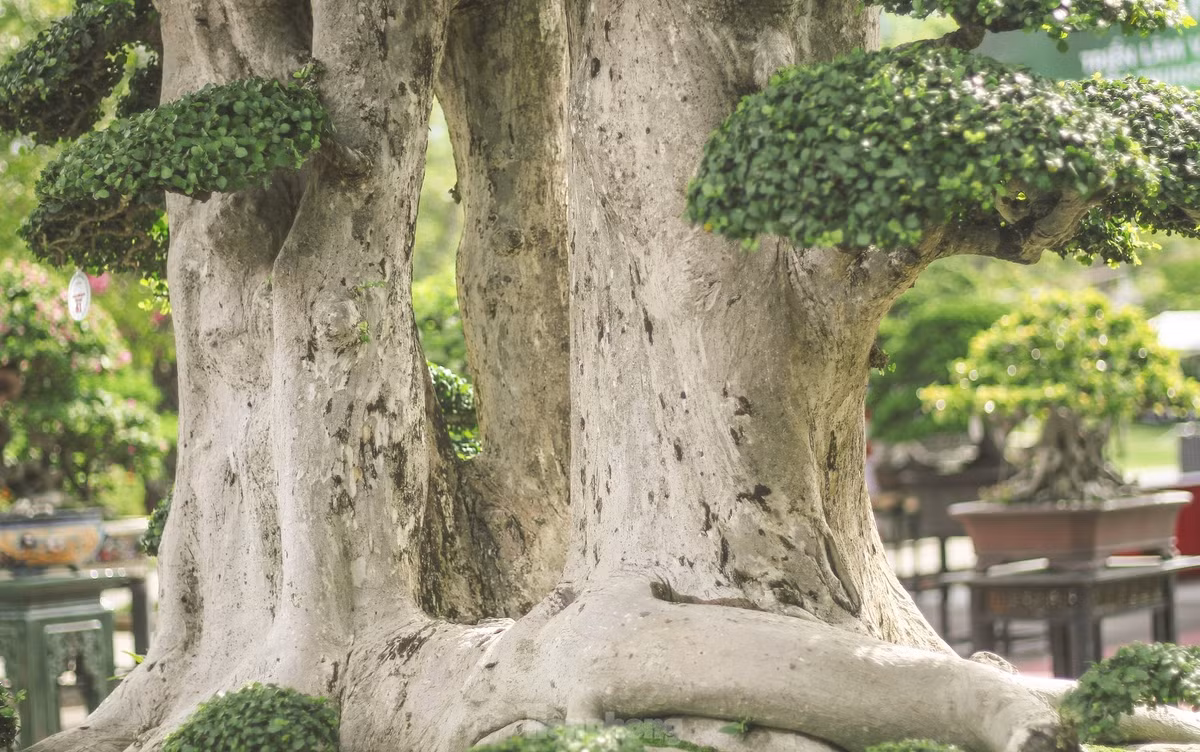 Thân cây nổi các u cục, in hằn dấu vết của thời gian. Ảnh: Tiền phong