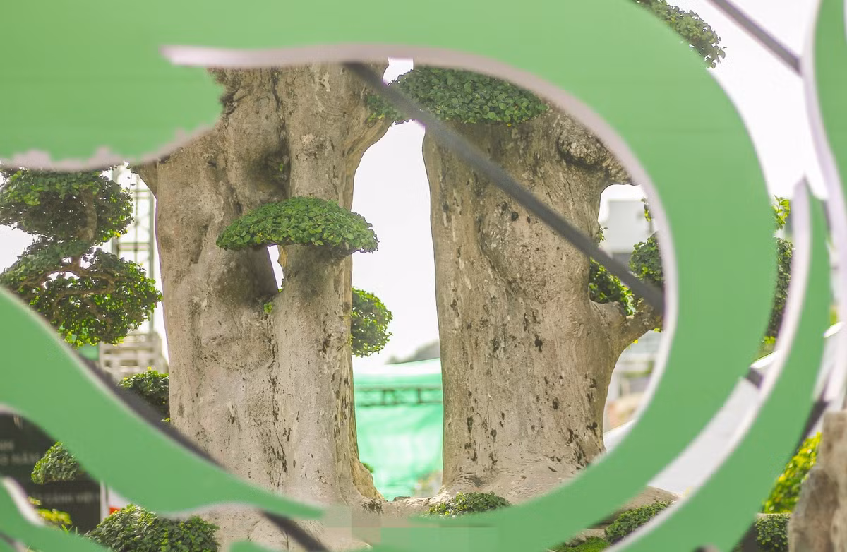 Cây duối liền nhau cùng 1 bệ nhưng có 2 thân độc đáo. Ảnh: Tiền phong