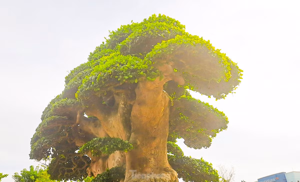 Duối là cây thân gỗ có tuổi thọ cao, lên đến hàng trăm năm. Vì vậy, cây duối còn mang một ý nghĩa trường tồn. Ảnh: Tiền phong