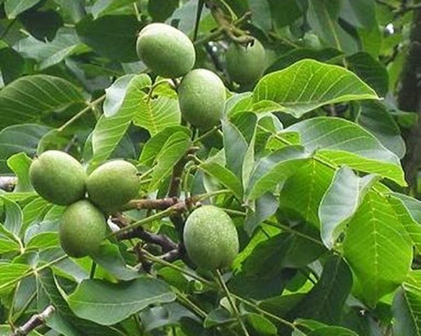 Mọc hoang dại, loại cây này còn được gọi là óc chó rừng nhưng chất lượng không thua kém óc chó xuất xứ từ nước ngoài. Ảnh: Đặc sản Tây Bắc