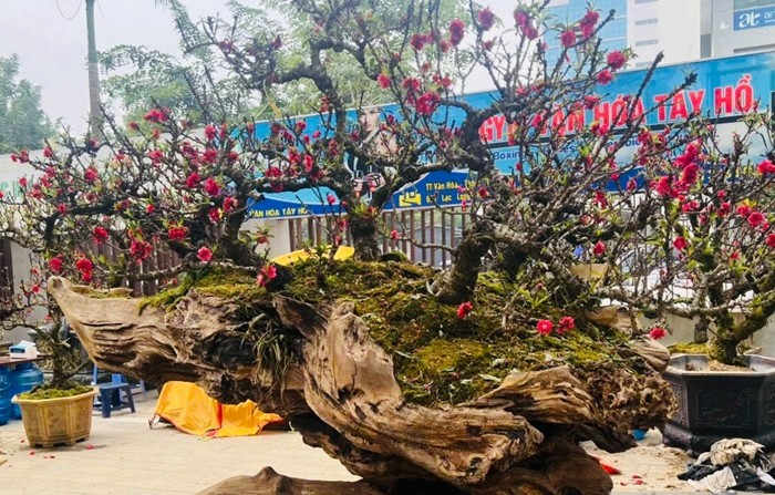 Trên mỗi thân gỗ hoàng đàn, chủ nhân ghép 3 - 4 gốc đào thất thốn với nhiều dáng thế khác nhau, đan xen hài hòa, tạo tổng thể độc đáo. Ảnh: Người đưa tin