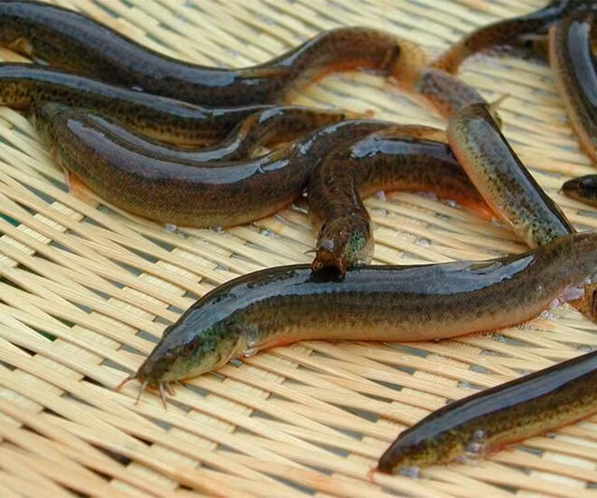 Chạch đồng vốn là loài sống trong bùn đất ở kênh mương, đồng ruộng gắn với bữa cơm của người nghèo trước đây. Ảnh: Internet
