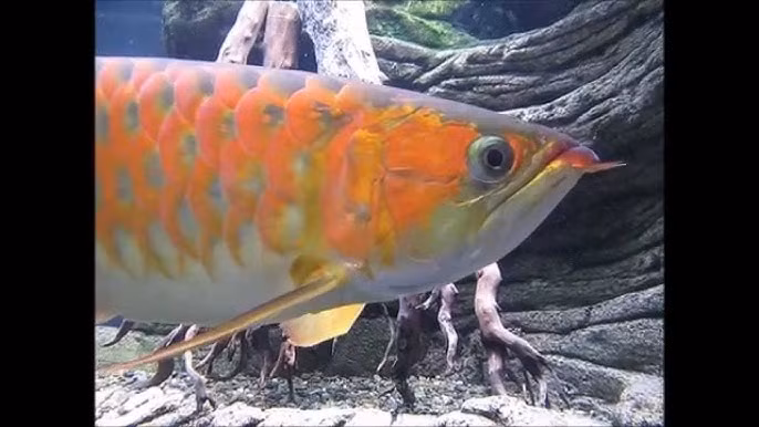 Những con cá màu đỏ tươi của ớt giá khoảng hơn 30 triệu đồng, cá có màu tím ngọc lục bảo giá khoảng 270 triệu đồng...Ảnh: YouTube