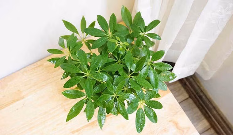 Với tán lá xòe rộng, xanh tốt quanh năm, cây ngũ gia bì tượng trưng cho việc “giữ của, đón lộc”. Ảnh: Vietnamnet