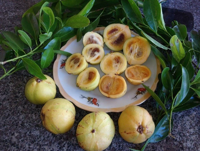 Đó cũng là lúc người dân rủ nhau vào rừng hái bứa bán cho thương lái hoặc bán trên chợ mạng. Ảnh: Internet