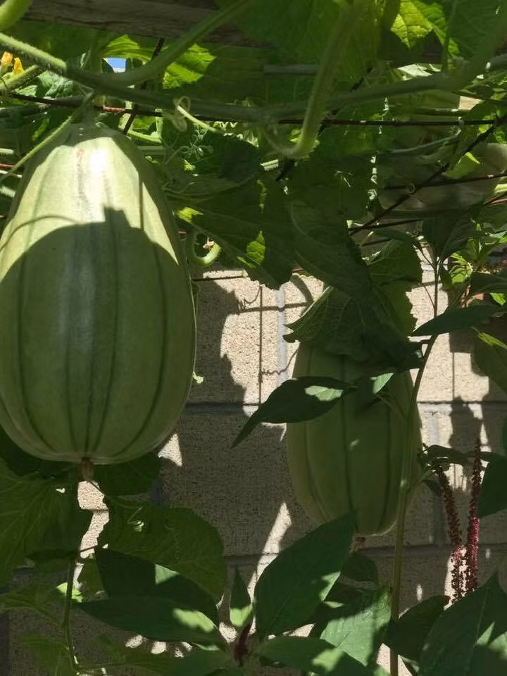 Những lúc hoạch, Hương Lan giữ lại một ít trong nhà dùng dần, còn đem tặng hàng xóm, bạn bè. Ảnh: FBNV