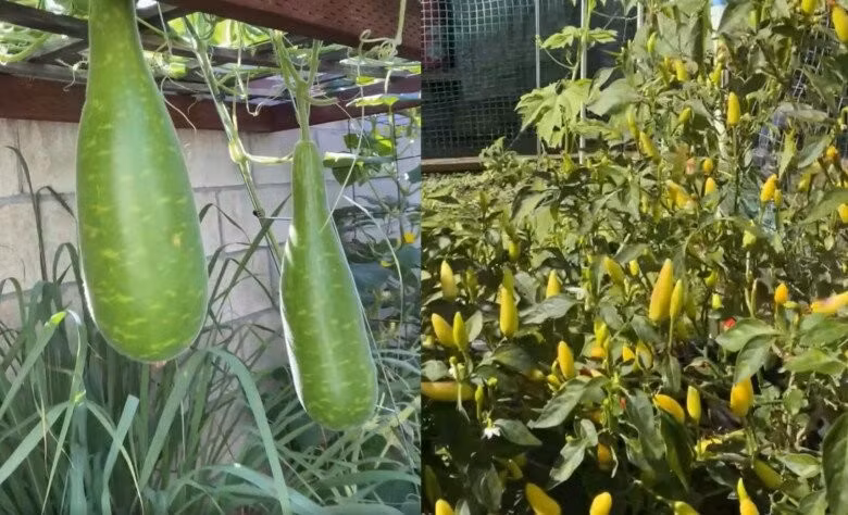 Danh ca Hương Lan từng khiến dân tình trầm trồ khi giới thiệu từng loại rau củ xanh mướt. Ảnh: FBNV