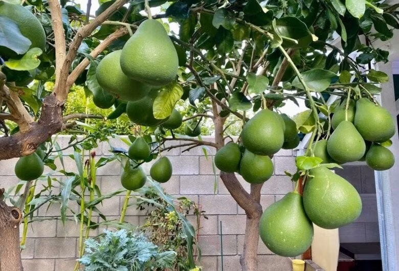 Nhiều cây cho quả sai trĩu cành. Ảnh: FBNV