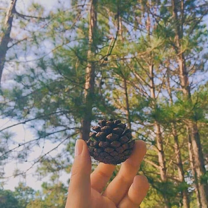 Hạt thông nguyên vỏ giá dao động từ 450.000 - 550.000 đồng/kg, hạt thông đã bóc vỏ giá từ 380.000 - 450.000 đồng/kg. Ảnh: Internet