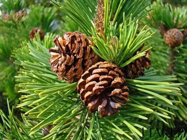 Hơn nữa, việc thu hoạch hạt thông không đơn giản. Thông thường cây thông phải sau 15 đến 25 năm mới bắt đầu cho quả và chỉ có quả thông cái mới có hạt. Ảnh: Internet