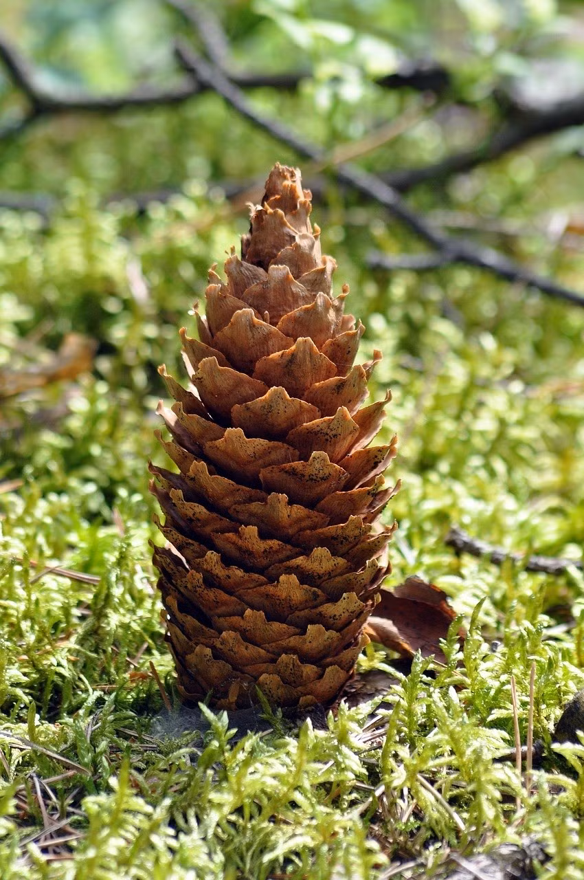 Ở Việt Nam, thông được trồng ở nhiều nơi như Lâm Đồng, Nghệ An, Hà Tĩnh...Hầu hết rừng thông ở nước ta trồng làm cảnh và bảo vệ môi trường. Ảnh: Internet