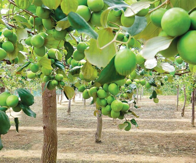 Vùng đất Phan Rang nhiều nắng, nhiều gió, lượng mưa thấp và đất pha cát thoát nước tốt tưởng như khắc nghiệt nhưng lại tạo điều kiện lý tưởng để cây táo sinh trưởng khỏe mạnh. Ảnh: Internet