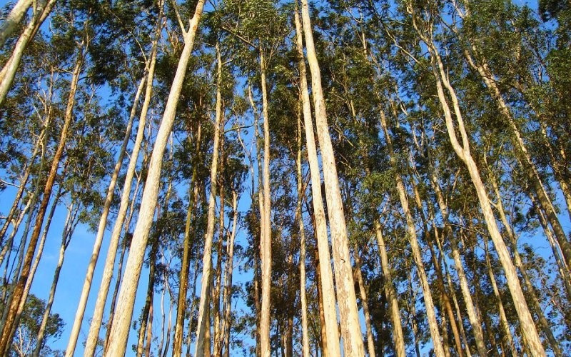 Khi trồng sát nhà, rễ có thể làm nứt nền, xô lệch móng hoặc gây hỏng hệ thống đường ống ngầm. Ảnh: Cây lâm nghiệp