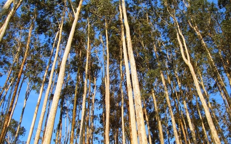 Khi trồng sát nhà, rễ có thể làm nứt nền, xô lệch móng hoặc gây hỏng hệ thống đường ống ngầm. Ảnh: Cây lâm nghiệp