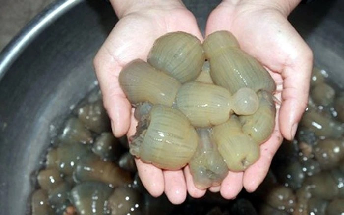 Ngoại hình lạ mắt, thậm chí hơi "ghê tay" của rum biển khiến không ít người lần đầu nhìn thấy e ngại. Tuy nhiên, với dân biển Diễn Châu, rum là "vàng dưới đáy biển", là lộc trời không phải mùa nào cũng có. Ảnh: Báo Nghệ An