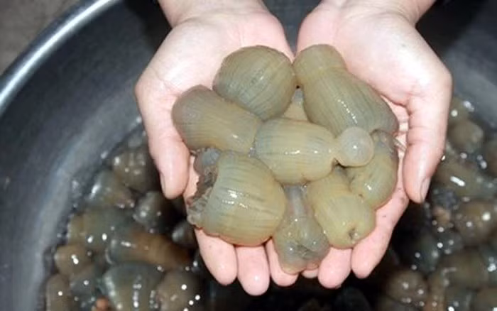 Ngoại hình lạ mắt, thậm chí hơi "ghê tay" của rum biển khiến không ít người lần đầu nhìn thấy e ngại. Tuy nhiên, với dân biển Diễn Châu, rum là "vàng dưới đáy biển", là lộc trời không phải mùa nào cũng có. Ảnh: Báo Nghệ An