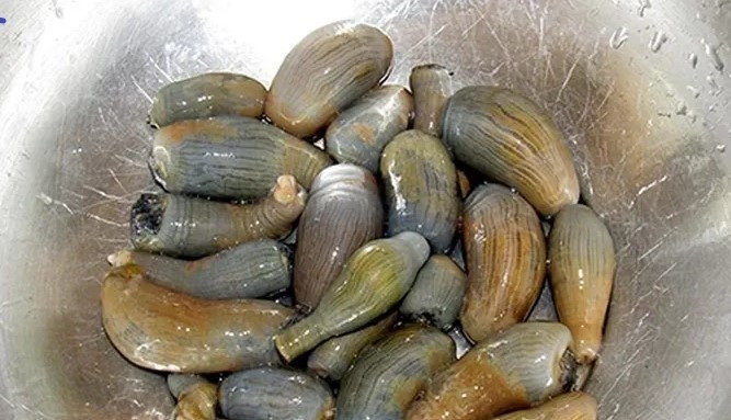 Rum biển càng sống ở tầng sâu, giá trị càng cao vì hiếm gặp và săn bắt khó khăn. Để săn rum, người dân phải bắt đầu công việc từ tờ mờ sáng. Ảnh: Báo Nghệ An