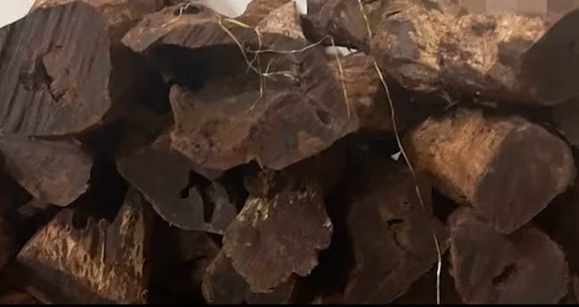 Trước đây, loại gỗ này chỉ được dùng làm khung cửa, trụ mỏ hoặc đồ nội thất bình dân. Ảnh: SGGP