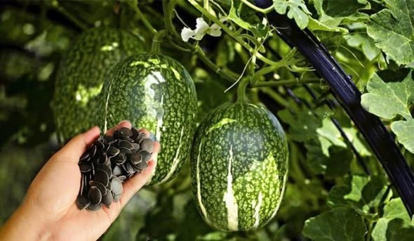 Theo người bán, hạt bí mèo đen được người vùng cao gọi là hạt bí mèo. Loại hạt này chắc mẩy, vị bùi béo và mùi thơm đặc trưng. Ảnh: Facebook