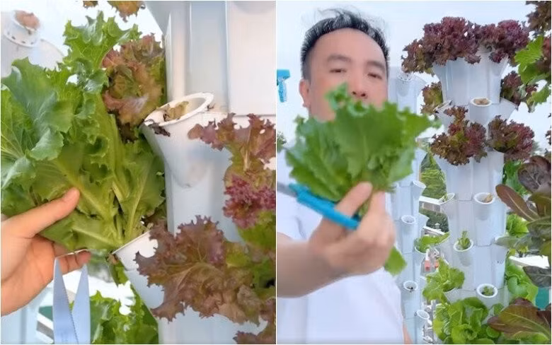 Trên sân thượng, nam ca sĩ trồng rau thủy canh sum suê. Ảnh: FBNV