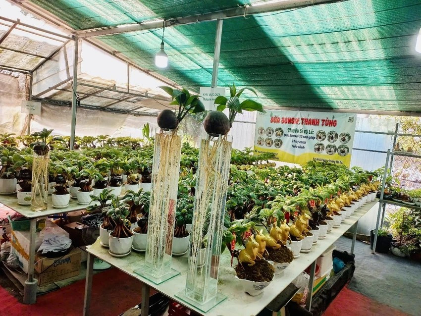 Bonsai dừa tạo dáng ngựa thiên thần được phát triển dựa trên kỹ thuật tạo hình linh vật từ trái dừa kết hợp với dáng bonsai truyền thống. Các chi tiết như cánh vàng, cánh bạc đều được làm thủ công. Ảnh: Plo