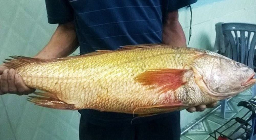 Khi trưởng thành, cá sủ vàng có thể đạt trọng lượng trên 100 kg, thậm chí có cá thể vượt ngưỡng 130 kg. Ảnh: Baokhuyennong