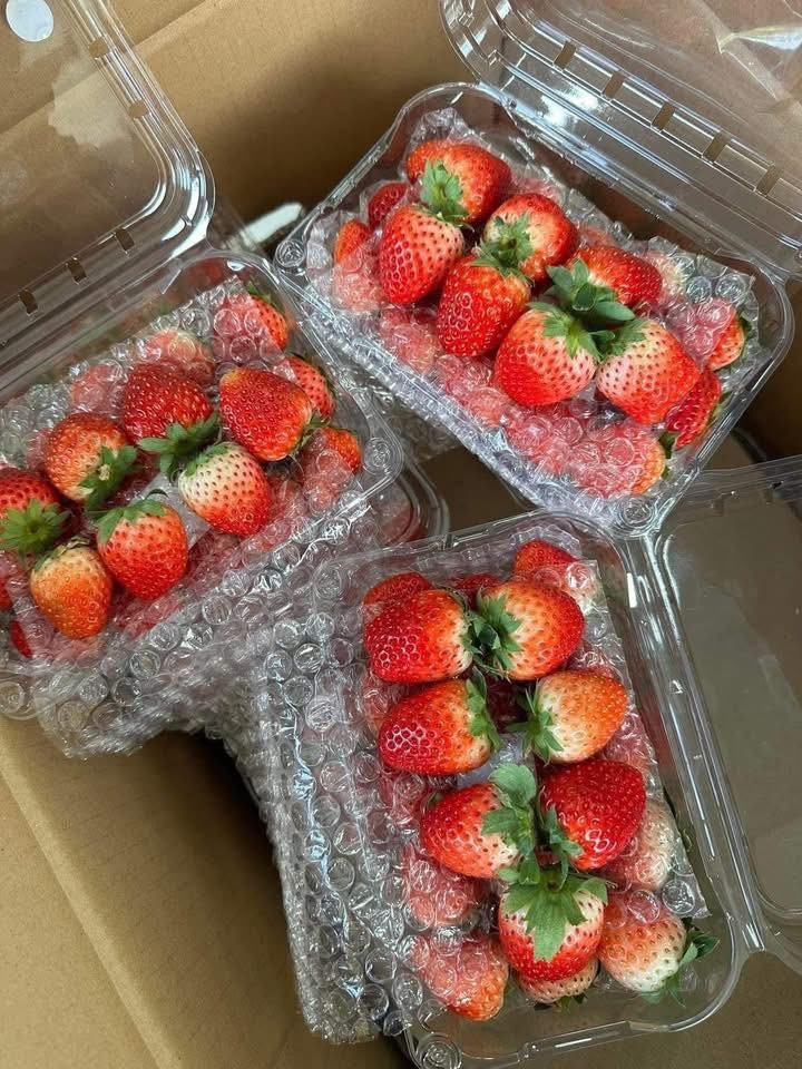 Theo đó, dâu tây được chia theo các kích thước khác nhau, như hàng VIP, loại to, cỡ vừa, size bi to và bi nhỏ. Ảnh: Facebook