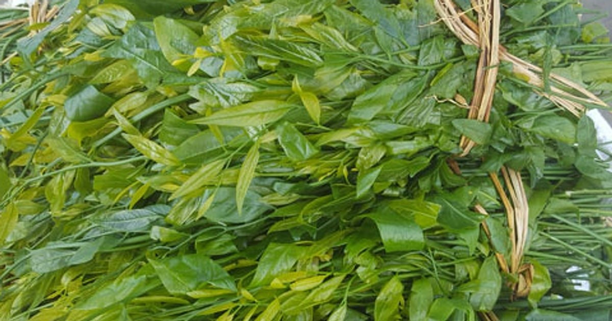 Hiện nay, lượng ngót rừng thu hái từ tự nhiên giảm đáng kể do diện tích rừng nguyên sinh thu hẹp. Ảnh; Đại Đoàn Kết