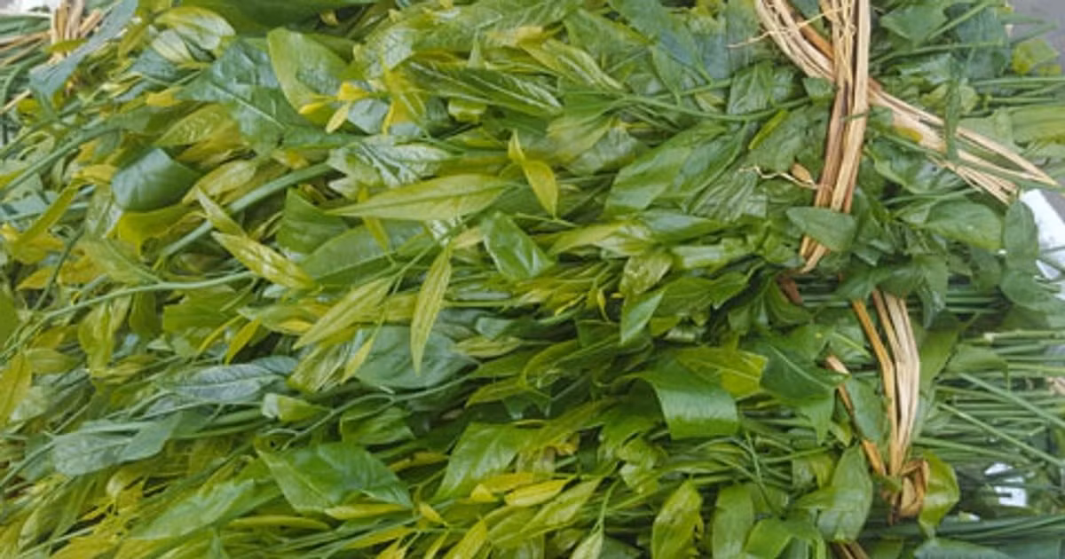 Hiện nay, lượng ngót rừng thu hái từ tự nhiên giảm đáng kể do diện tích rừng nguyên sinh thu hẹp. Ảnh; Đại Đoàn Kết