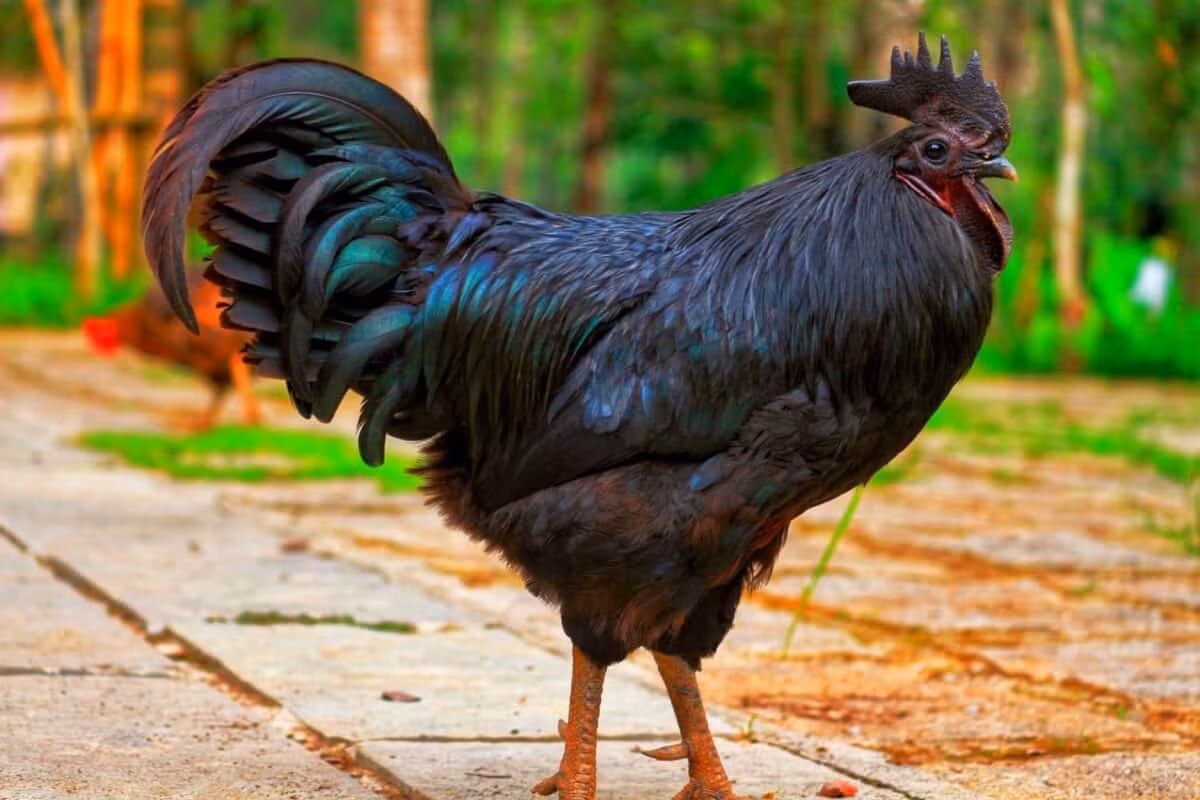 Gà Ayam Cemani khá dễ nuôi, thích nghi tốt với nhiều điều kiện môi trường và có tính cách hiền lành. Ảnh: Tierpark Hellabrunn