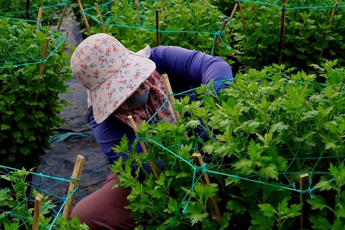 Với cúc đại đóa, người trồng phải thường xuyên lặt bỏ bông nhỏ, tập trung nuôi bông lớn để bảo đảm hoa nở đúng thời điểm. Ảnh: Plo