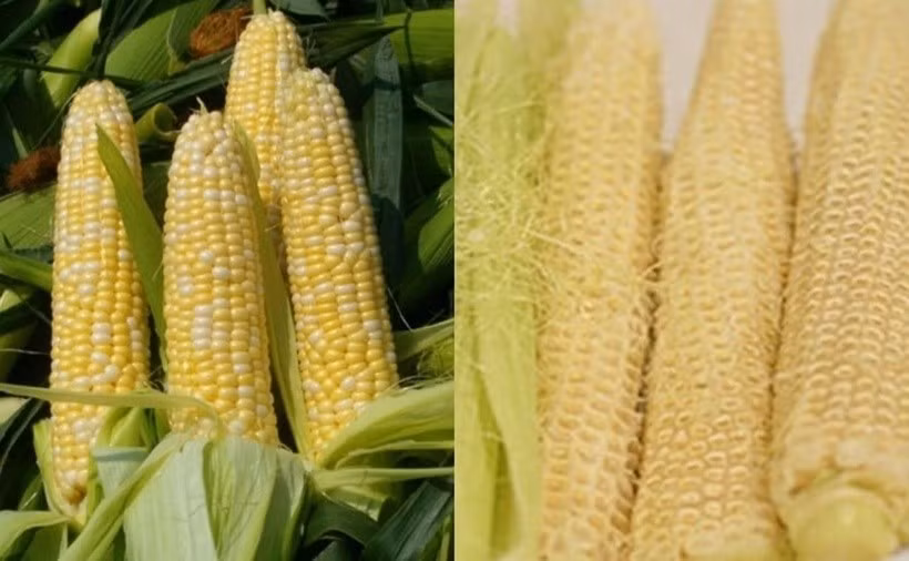 Hiện nay, Việt Nam đã khai thác tiềm năng xuất khẩu lõi ngô sang các thị trường lớn như Trung Quốc, Nhật Bản, Hàn Quốc. Ảnh: Internet