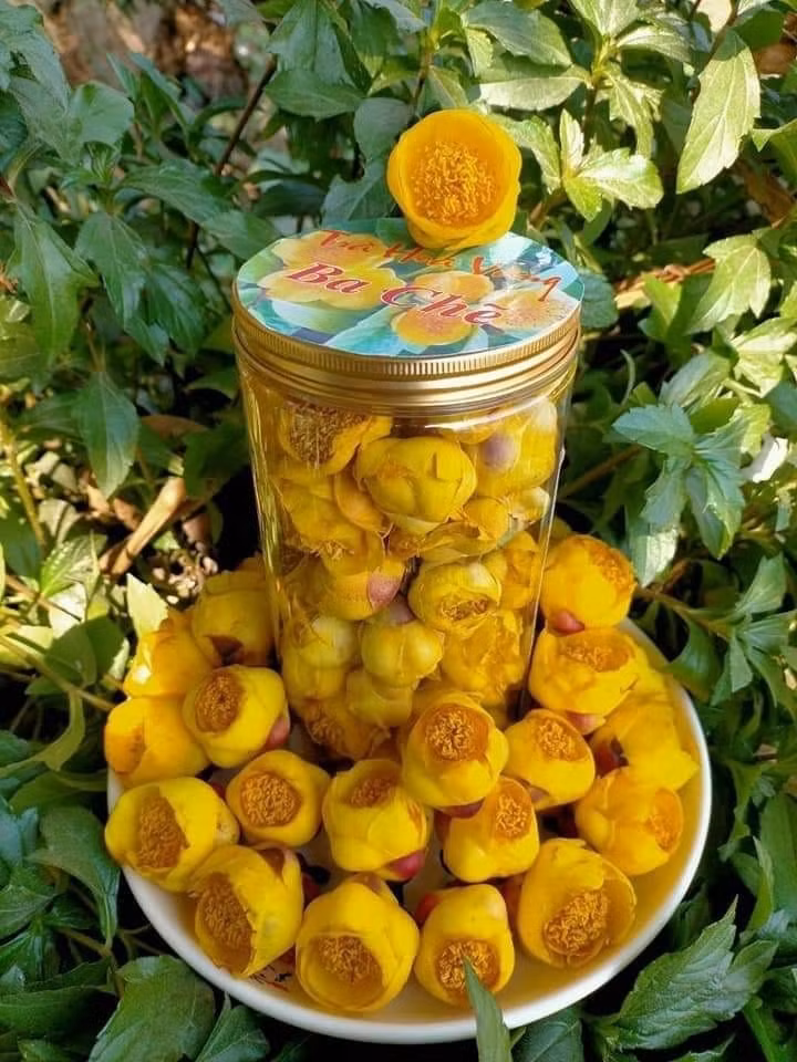 Ở nước ta, trà hoa vàng giá từ 500.000 đồng/kg tươi và 15 triệu đồng/kg khô. Ảnh: Dược liệu búp xanh