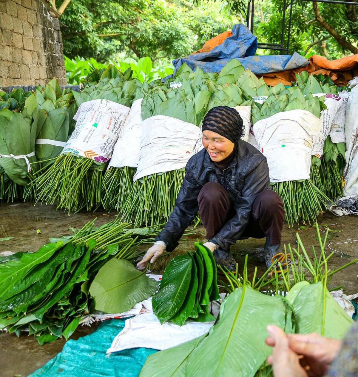 Lá dong sau khi làm sạch, được bó gọn và đem ủ, bảo đảm giữ được độ tươi, màu xanh đẹp trước khi xuất bán. Ảnh: Dân Việt
