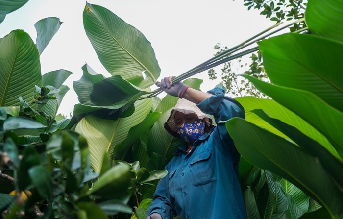 Sau khi thu hoạch, lá dong được phân loại theo kích thước để thương lái đến thu mua. Ảnh: Tiền phong