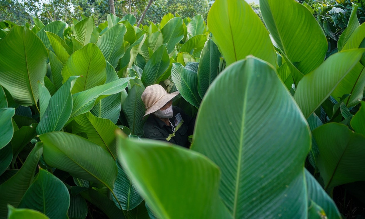 Người dân Tràng Cát trồng dong nếp – loại lá khi gói bánh sẽ giữ được màu xanh trong, giúp bánh chưng thơm dẻo, bắt mắt. Ảnh: Tiền phong