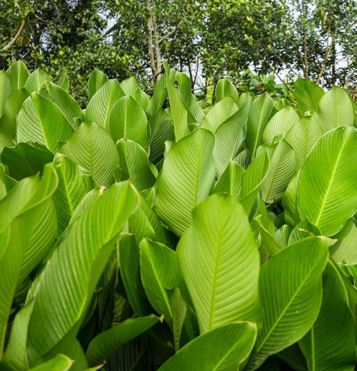 Những tàu lá dong ở Tràng Cát có bản lớn, dày mình, xanh mướt. Ảnh: Dân Việt